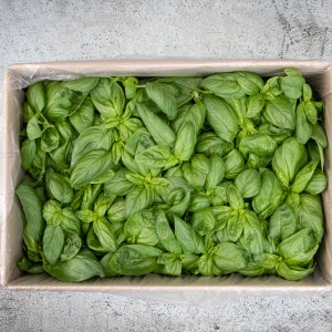 채소팜 바질 1kg 스위트바질 생바질 바질잎