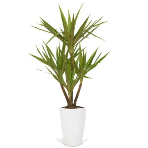 유카 실내인테리어화분 개업 실내공기정화식물 관엽화분 (FR0040_1)