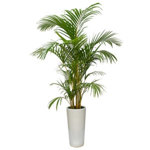 아레카야자 개업 공기정화식물 거실화분 (OW-0085)