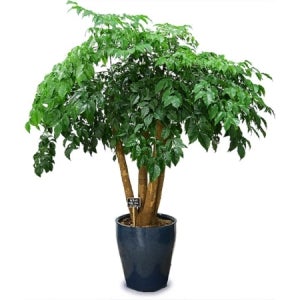 해피트리 행복나무 관엽식물 실내공기정화식물 인테리어식물 개업화분 관엽식물 (pb-0522)