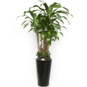 행운목 관엽 실내공기정화식물 인테리어식물 개업화분 관엽식물 (pb-0612)