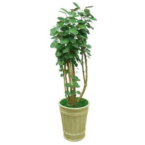 파비안 관엽식물 실내공기정화식물 인테리어식물 개업화분 (g-0201)