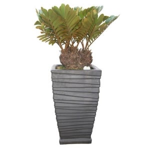 멕시코소철 관엽 실내공기정화식물 인테리어식물 개업화분 (g-0216)