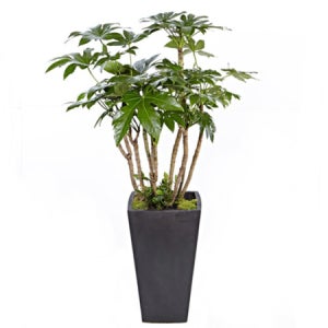 관엽식물 팔손이 실내인테리어화분 개업화분(OW-1050)