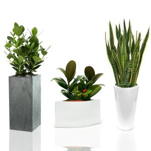 실내공기정화 공기청정식물 승진화분 영전화분 플랜테리어 집들이 축하선물