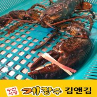 게장수김앤김 살아있는 캐나다 활 랍스타 1kg 내외 한마리 바닷가재