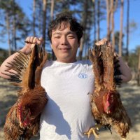 [강원 양양] 자연방사토종닭