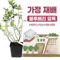 [가정 재배 추천] 깨비농장 블루베리 나무 묘목 재배 키우기