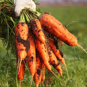 싱싱한 햇 수확 제주 구좌 햇 흙당근 3kg 5kg 10kg