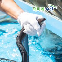 [최상품] 통영 활력 장어 1kg 바다장어 장어구이 아나고 붕장어 선물용