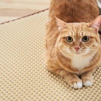 [페스룸] 클린 업 매트 (특대형/베이지색상) 고양이 화장실 사막화방지 모래매트 발판