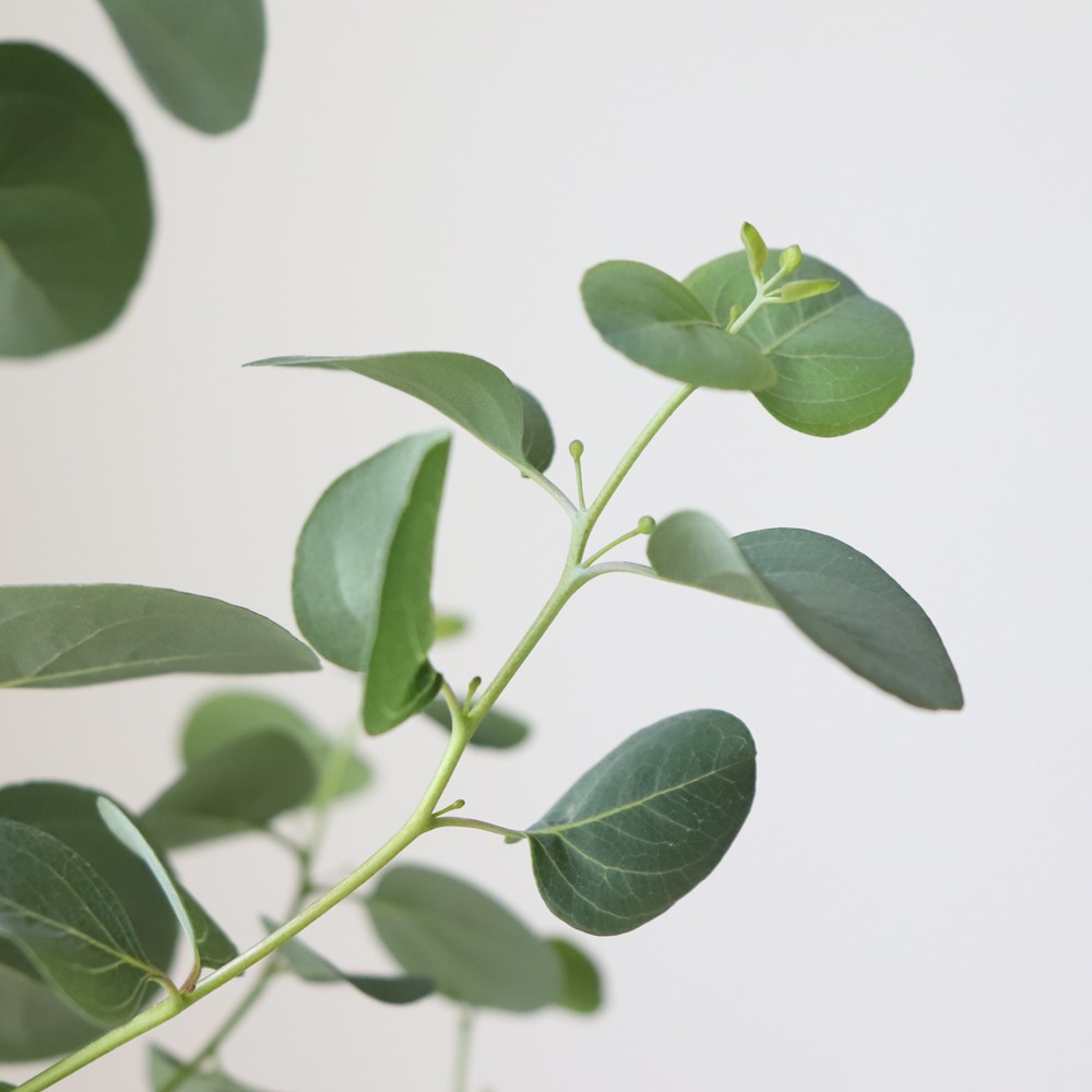 유칼립투스 폴리안 중형 키우기 토분 공기정화식물