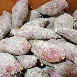 2025 갓수확 햇고구마 10kg 꿀고구마 소담미 호박고구마 호풍미 밤고구마 진율미