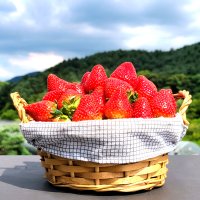 딸기 고냉지 여름 딸기 데코용 15과-36과 1상자 못난이 1kg 생딸기