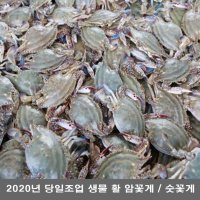 2020년 당일 조업 생물 활 암꽃게 숫꽃게 2kg