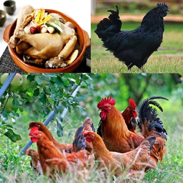 명품 토종닭 2.3k내외 생닭 백숙 오골계 장닭 티백제공 닭백숙 볶음탕 생오리 손질