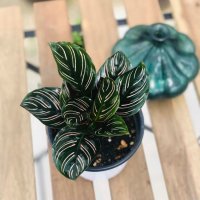 서비내 Calathea ornata 칼라데아 오나타 공기정화식물 반려식물