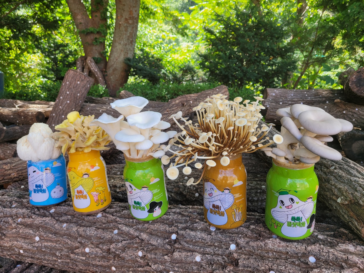 (이벤트10+1)<b>버섯</b> 키우기 키트 <b>노루궁뎅이</b> 느타리 녹각영지 종균 단목 접종 어린이날선물