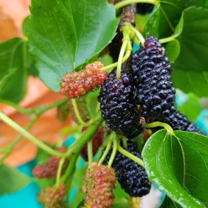 2025년 햇 토종 오디 생과 10kg 급냉 생산자직접판매