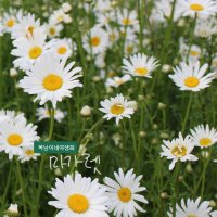 마가렛 [7포트] (복남이네 야생화 모종 마거리트 데이지 daisy marguerite)