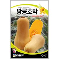 땅콩호박 10립 / 호박씨 호박씨앗 pumpkin seed