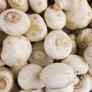 화이트 못난이양송이버섯 양송이버섯 일반 특품 500g 1kg 2kg