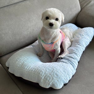 강아지 여름용 바디필로우 개필로우 애견방석 강아지쿠션 듀라론 곰돌이 블루 S 사이즈