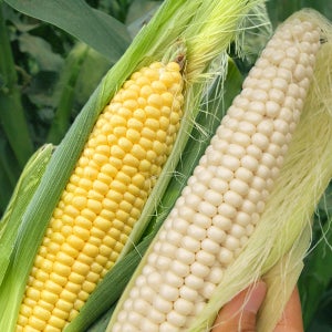 진공 실온보관 찰옥수수 초당옥수수 특품 캠핑간식