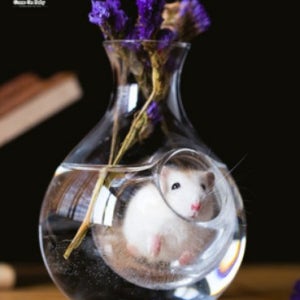 여름 햄스터 은신처 시원한 유리