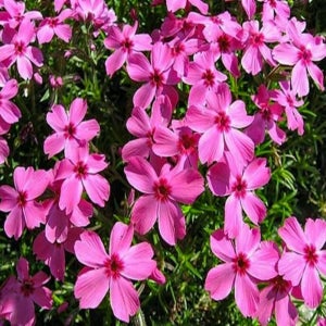 꽃잔디 홍설 모종 3치포트 지면패랭이 잔디대용 지피식물 봄꽃 야생화 농장 마당꾸미기