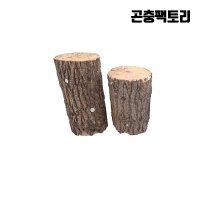 사슴벌레 산란목 1개