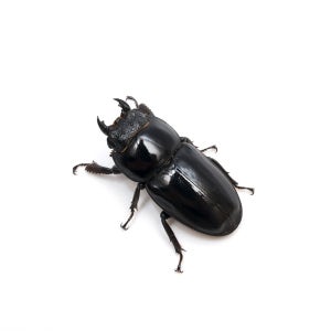 넓적사슴벌레 암컷 대형 키우기 곤충젤리 발효톱밥 꿈도미