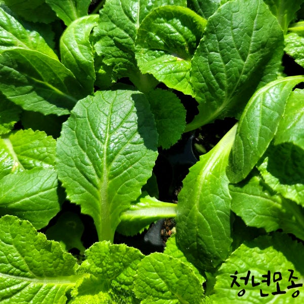 김장배추 모종 6개 병에강한 김장 채소 텃밭 김치