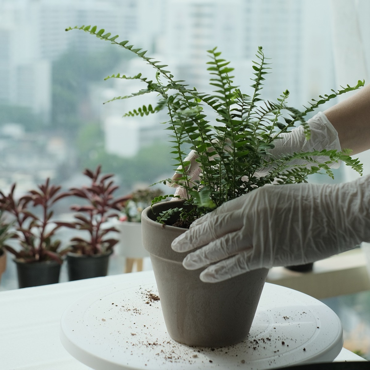 첫걸음부터 배우는 초보자 가드닝 클래스 서울 마포 반려식물 원데이