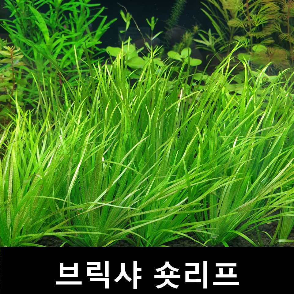 초보수초 브릭샤숏리프