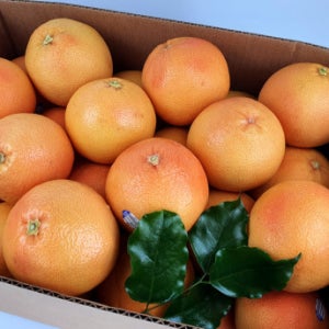 직수입 최상급 레드 자몽 대과 15kg 50과