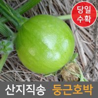 옛날맛 둥근호박 조선호박 1개 어린 파란풋호박 민가없는 청정 산골재배 생산자직송