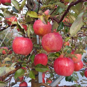 강원도 횡성사과 부사 산지직송