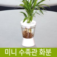 화분백화점 에코리움 수경재배 수생식물 수족관화분