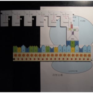 DNA부터 단백질 합성 퍼즐키트(학생용)