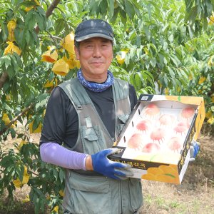 햇사레 당도보장 황도 백도 딱딱이 말랑이 딱복 여주 장호원 제철과일 여름과일 복숭아