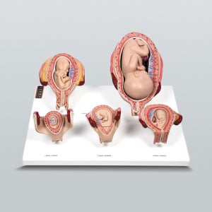 태아발육과정 A형