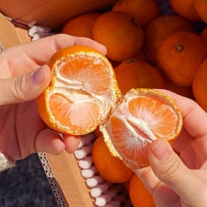 유기농귤 못난이 고당도 무농약 밀감 제주감귤 노지 조생귤 4kg