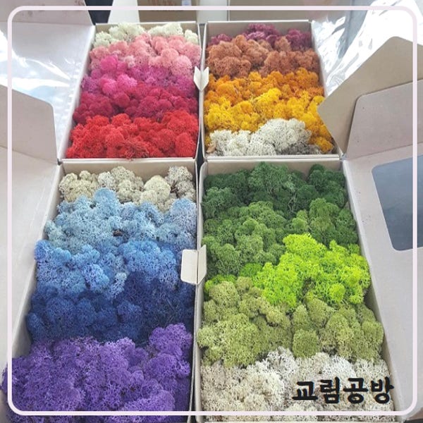 스칸디아모스 그라데이션모스 500g 공기정화식물 천연이끼 학교수업 재료