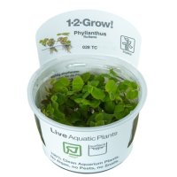 (쉬움) 필란더스 플루이탄스 - 1-2-GROW!