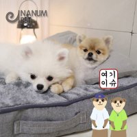 프렌치불독 침대 Pet Bed 견생쿠션 웰시코기 방석 팻매트 반려견 생일선물