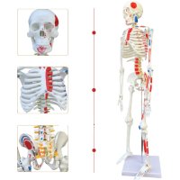 85CM 인체 골격 모형 해부학 실습 교육 스켈레톤 전신