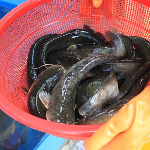 국내산 메기 2kg 민물메기 / 빠가사리 2kg 동자개 생선 민물고기