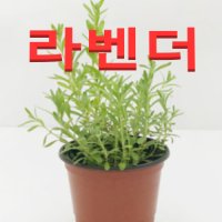 (성실농원A)라벤더 화분(소)2개 향이 좋은 허브식물