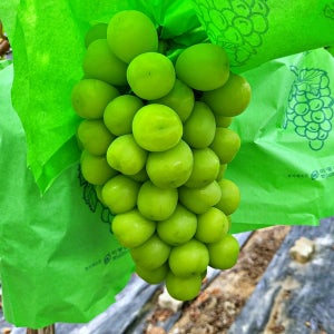 경산 샤인머스켓 샤인머스캇 씨없는 청포도 1.3kg 2kg 산지직송 특품 선물세트